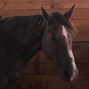 Meet your Posher, Lori